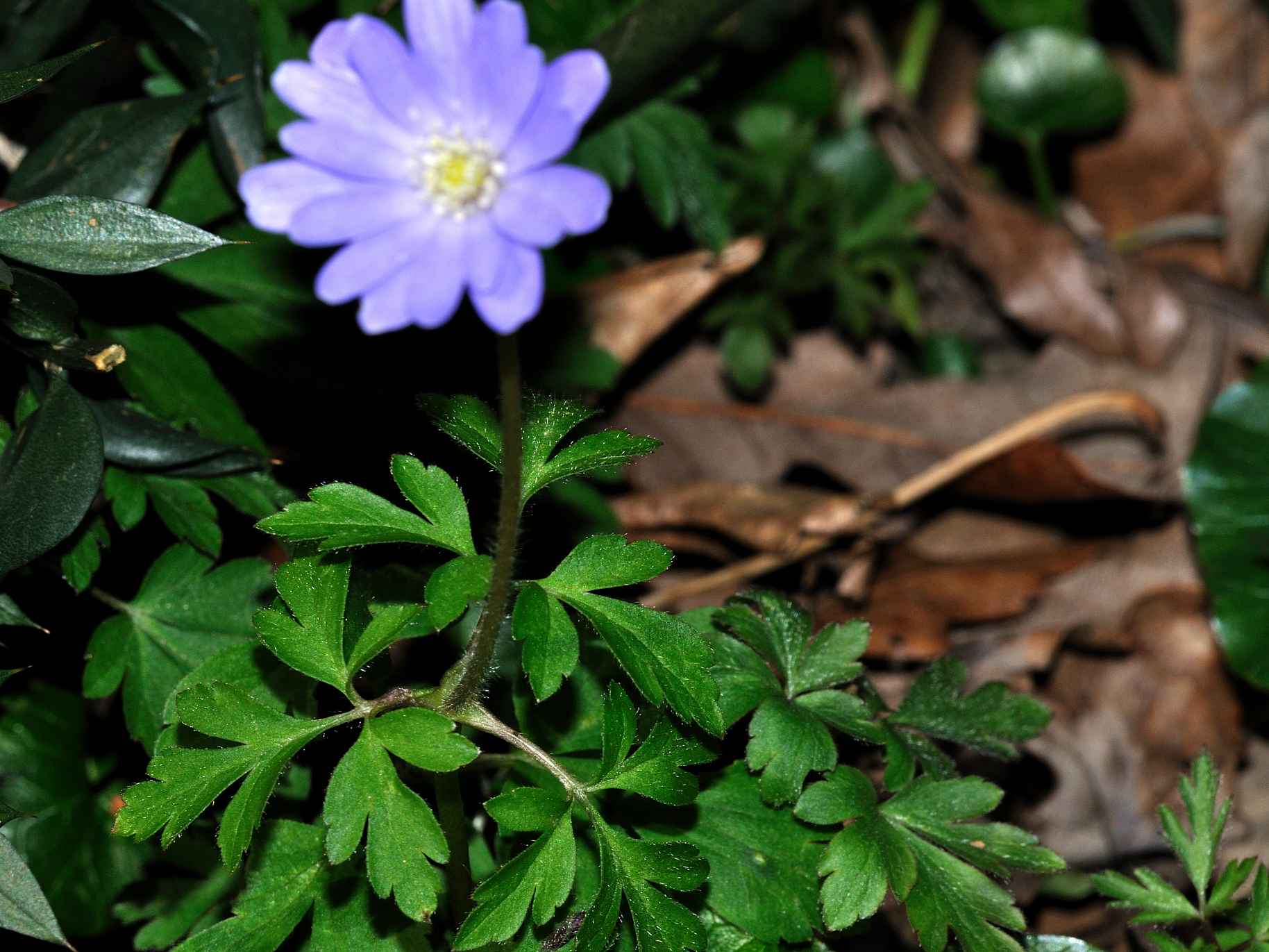 Anemone apennina